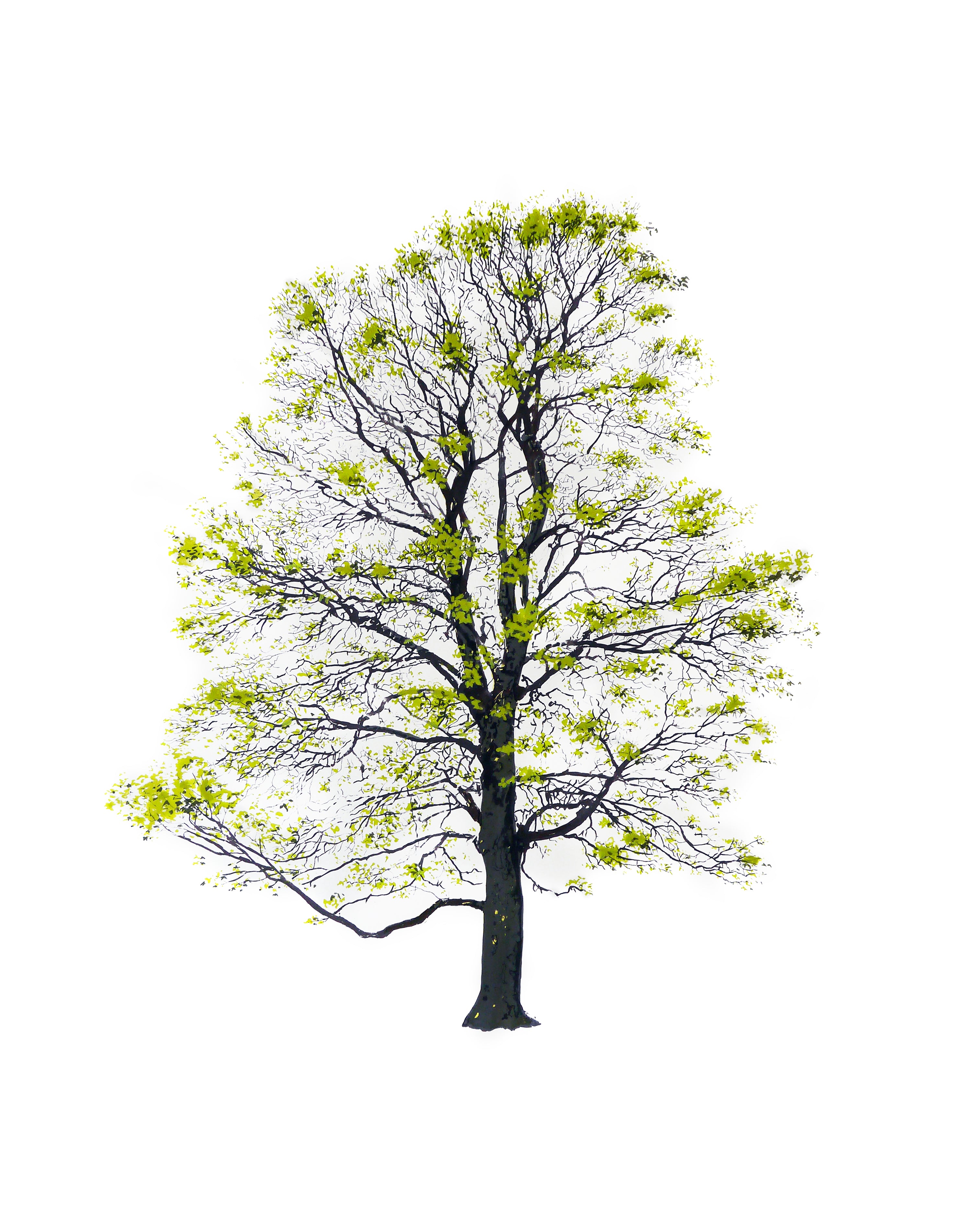 Tree serigrafia