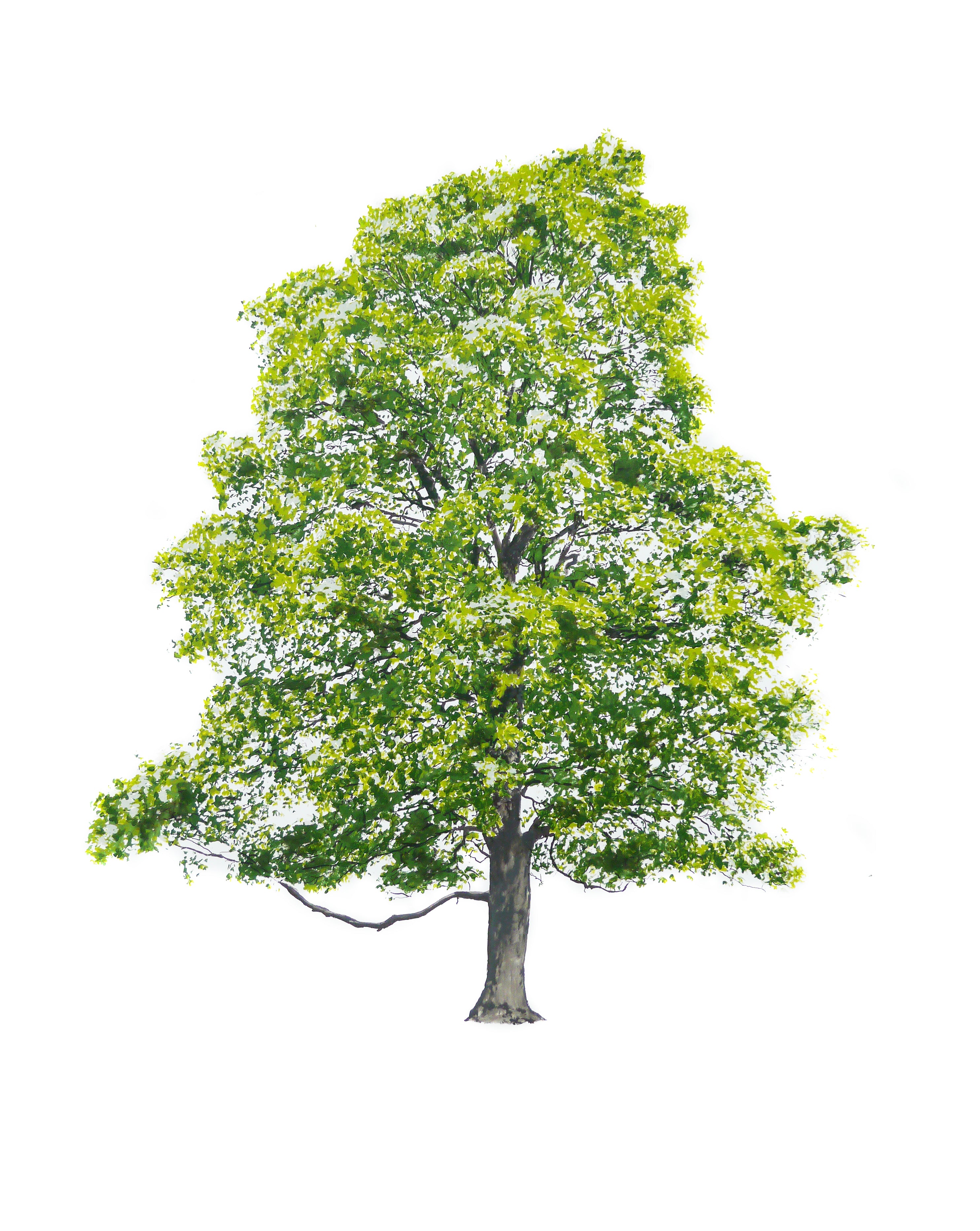 Tree serigrafia