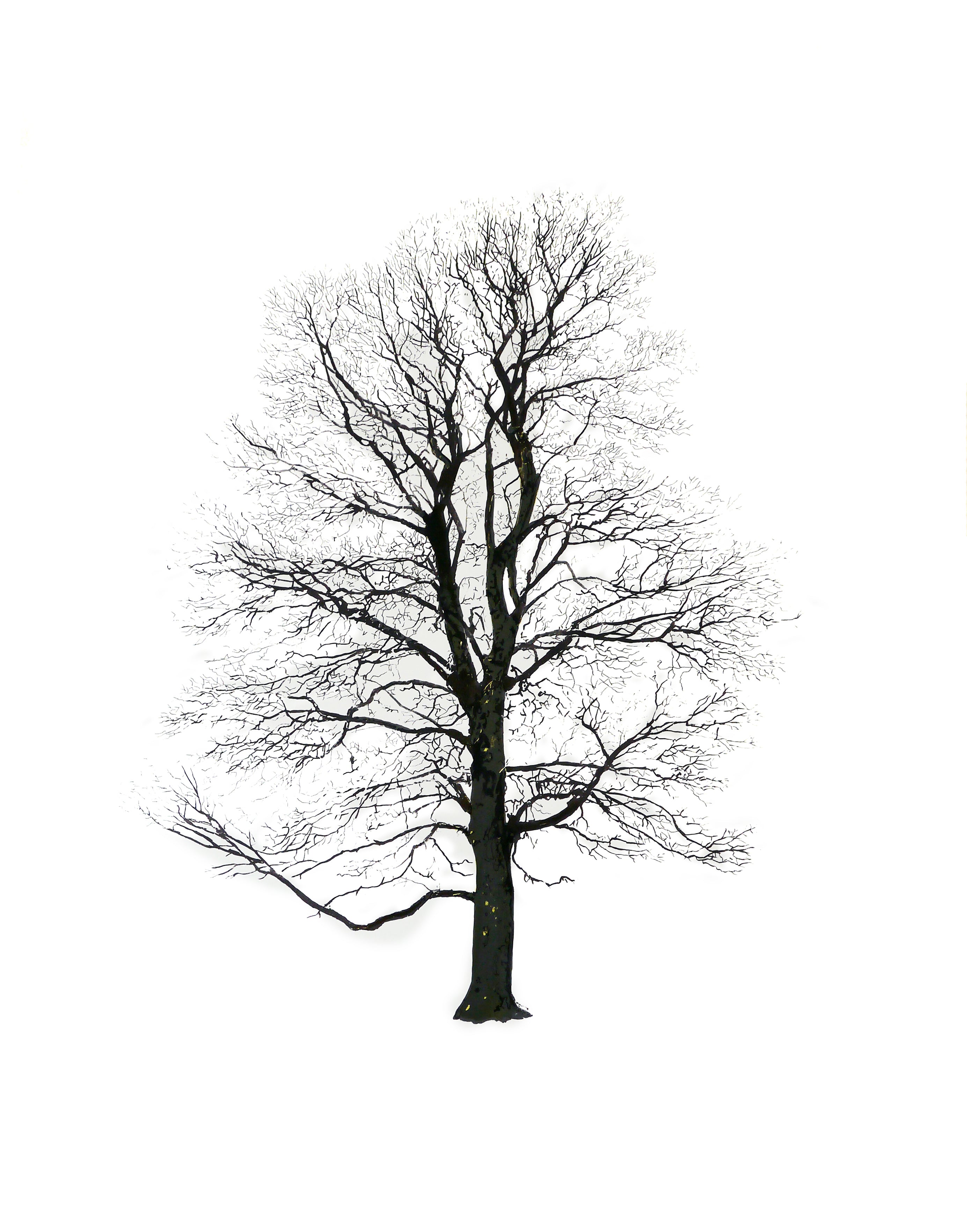 Tree serigrafia